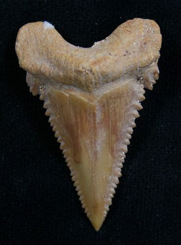 Uncommon Palaeocarcharodon Shark Tooth - #8153